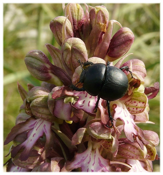 Mi aiutate...??? Jekelius intermedius floricolo !!!